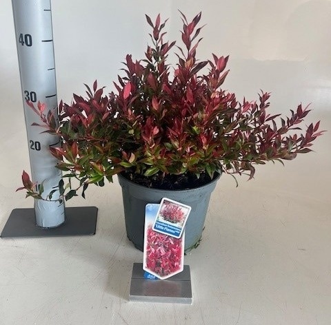 Leucot Little Flames 23Ø 35cm