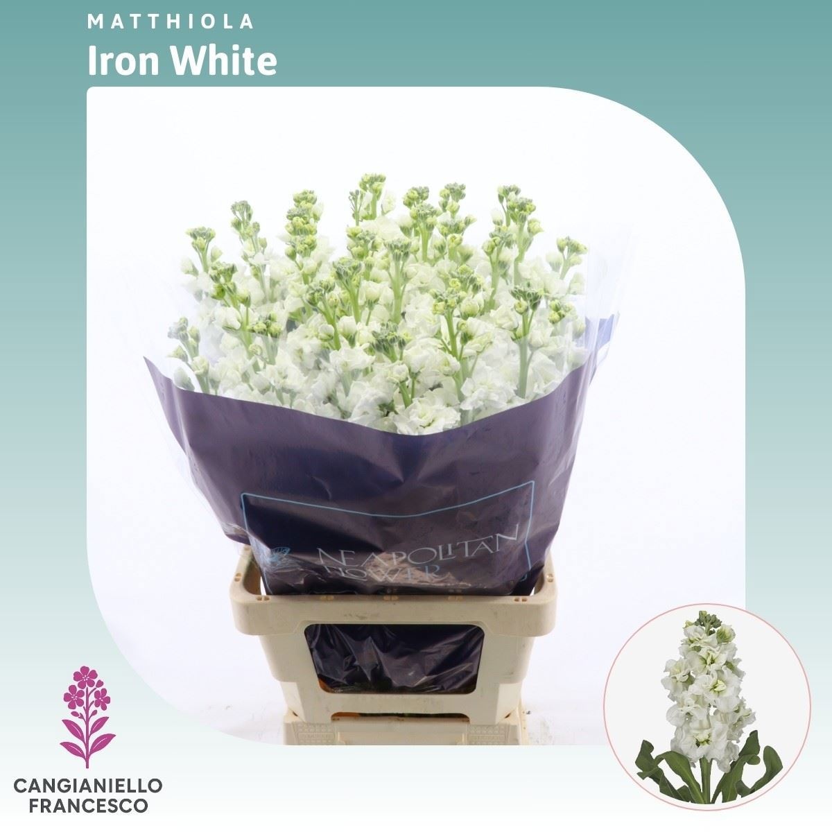 Matthiola Iron White 70cm