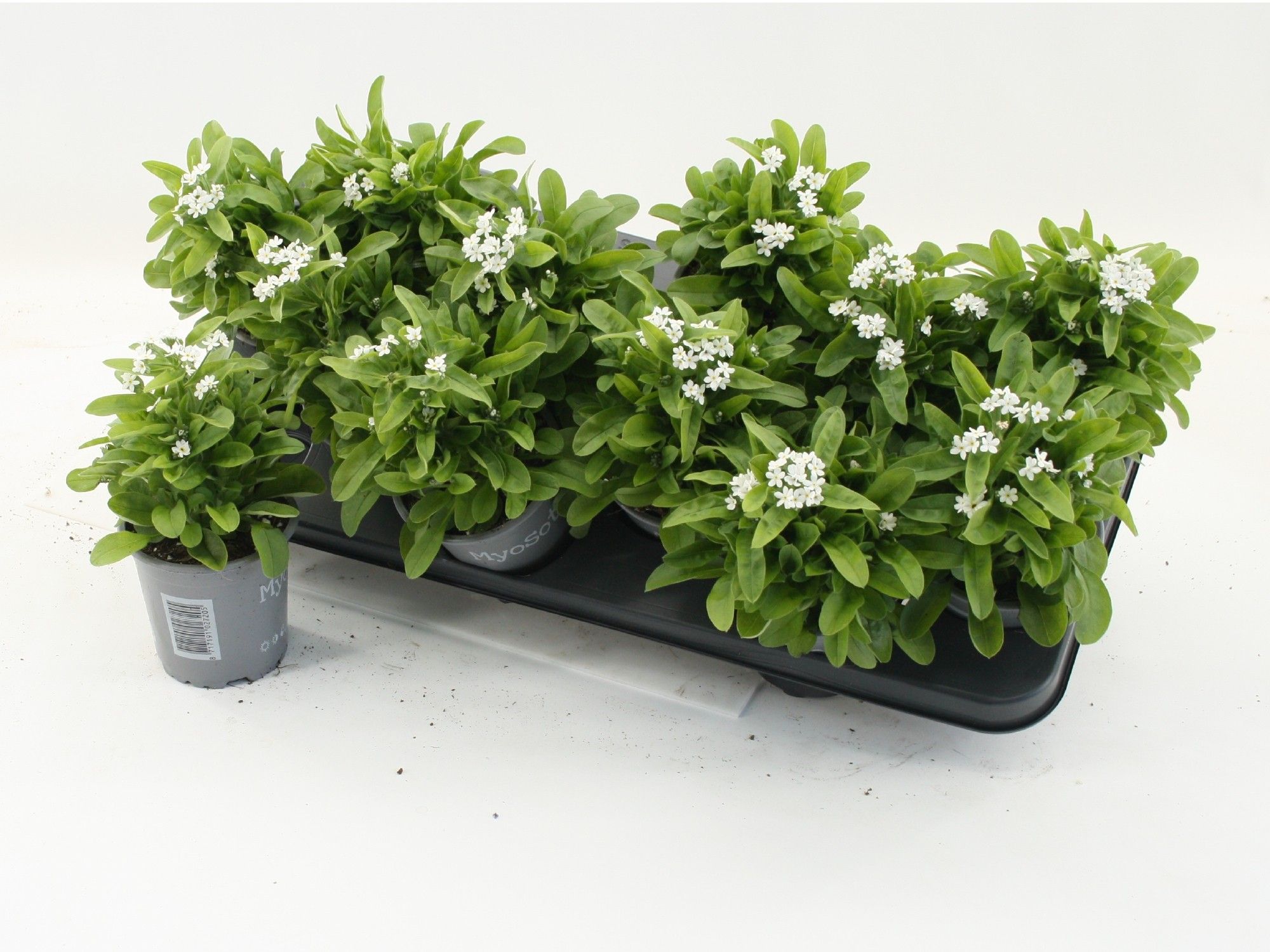 Myosotis sylvatica Mon Amie White