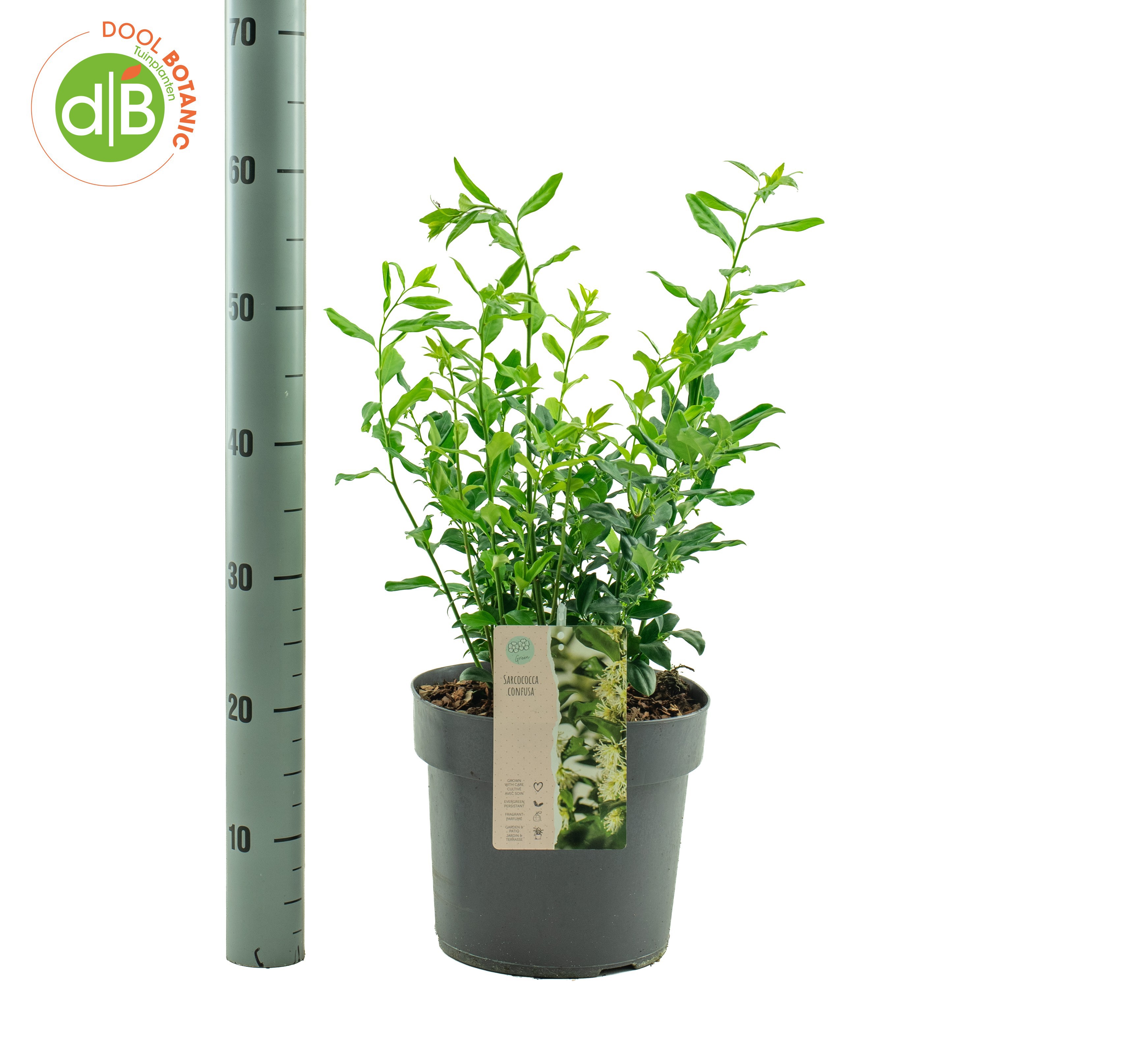 Sarcococca confusa
