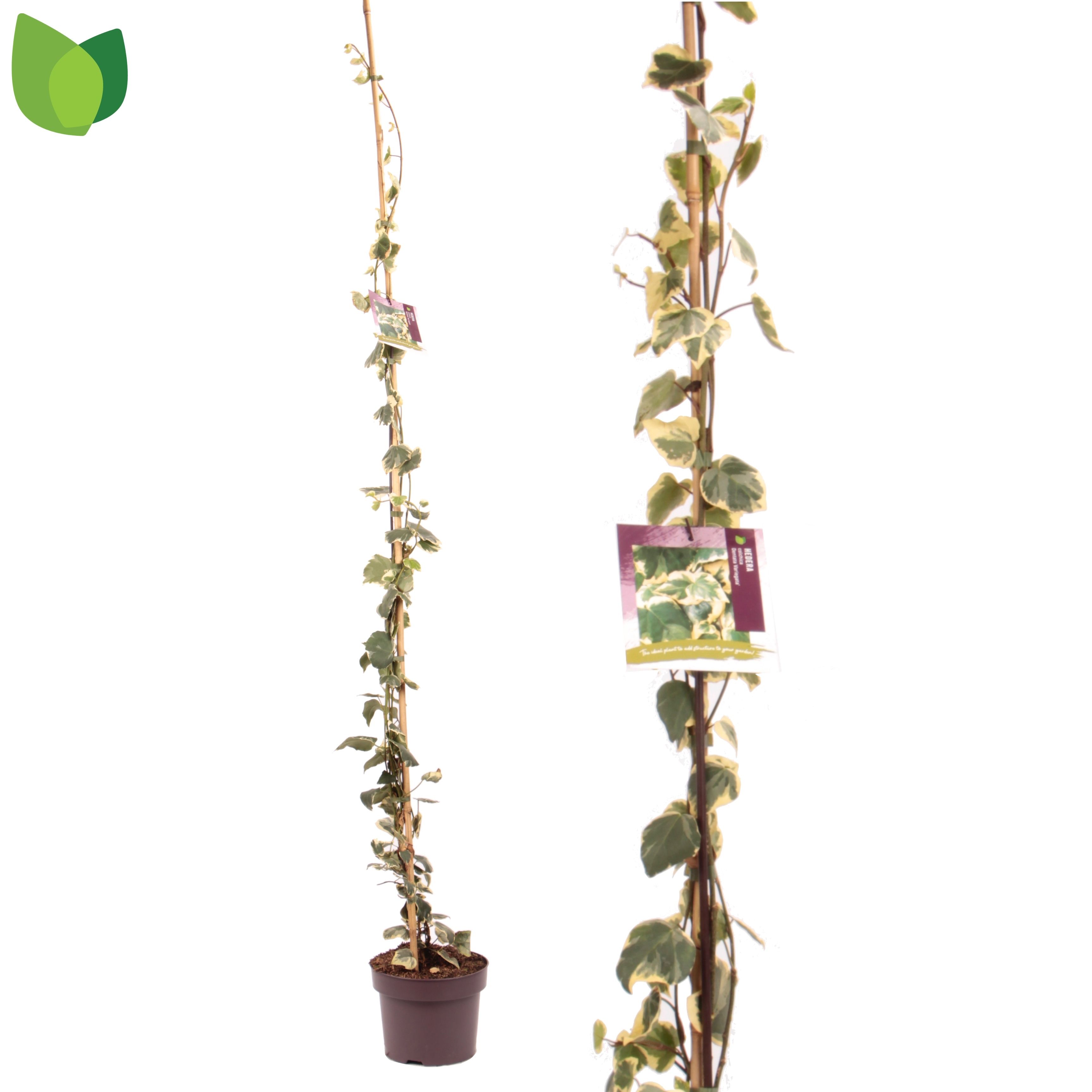 Hedera colchica 'Dentata Variegata'