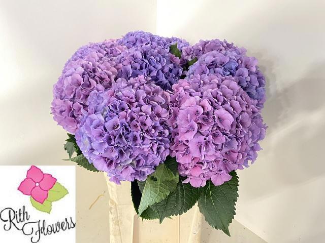 Hydrangea Royal Salute 80cm 22Ø