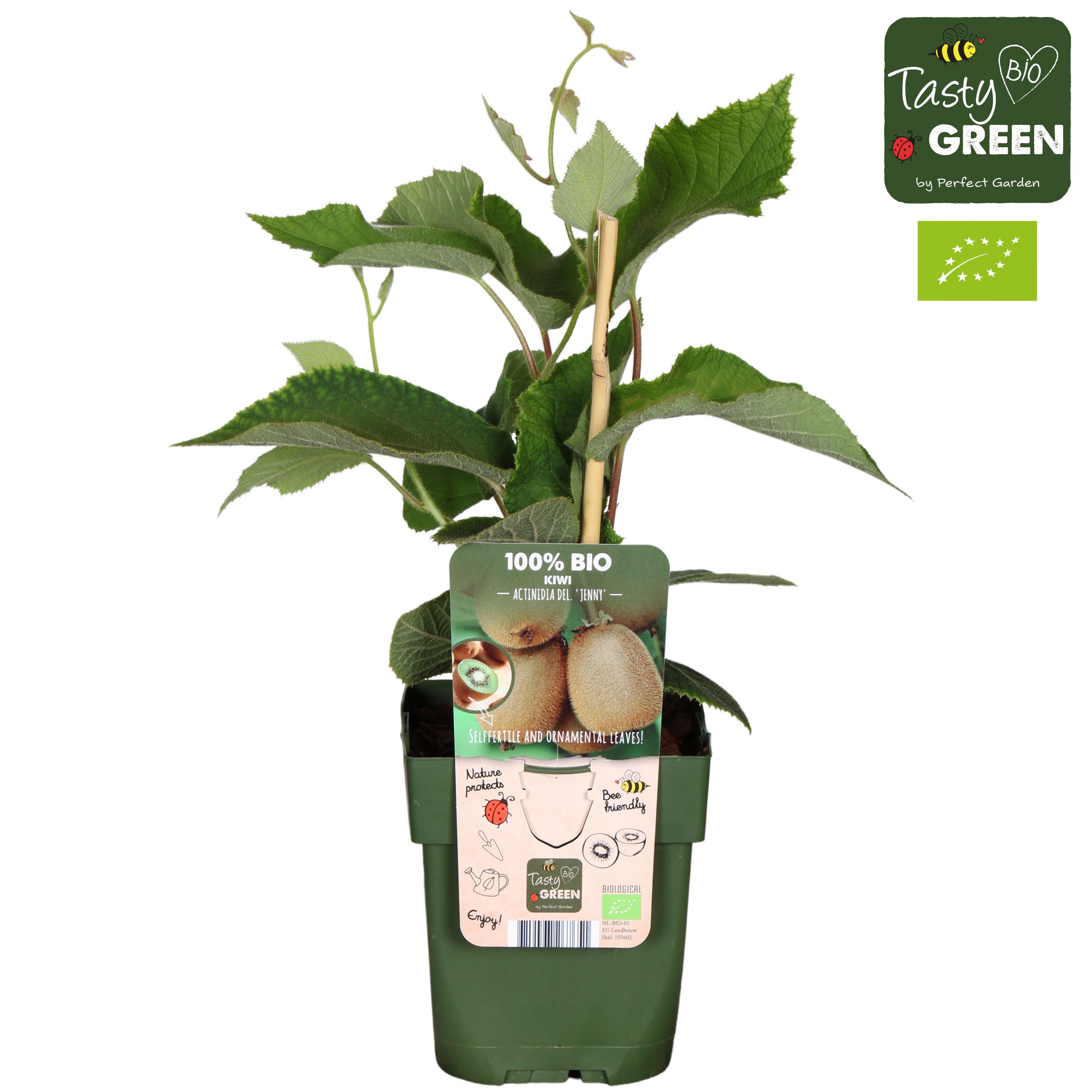 Actinidia deliciosa 'Jenny' bio