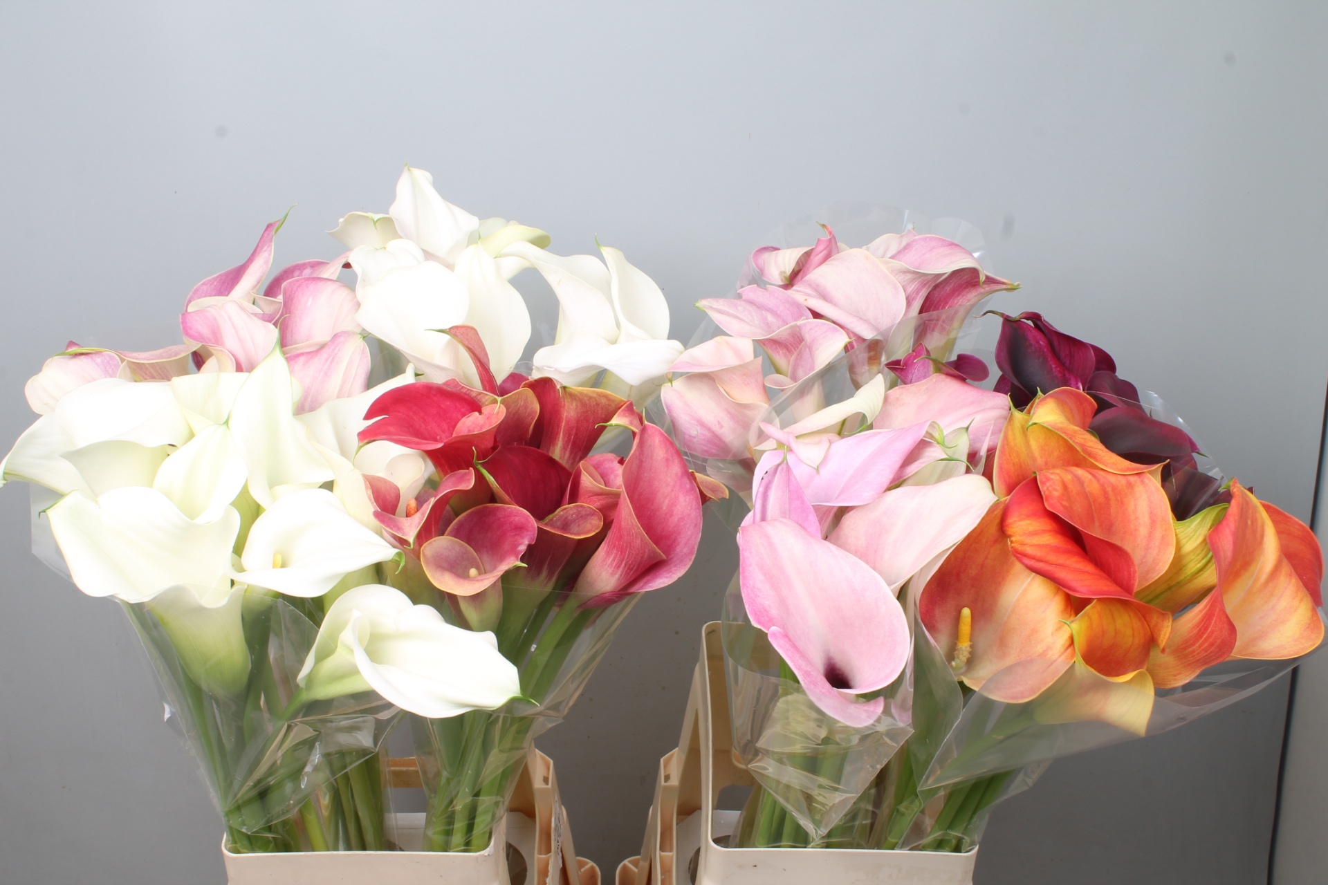 Calla Assorted 70cm