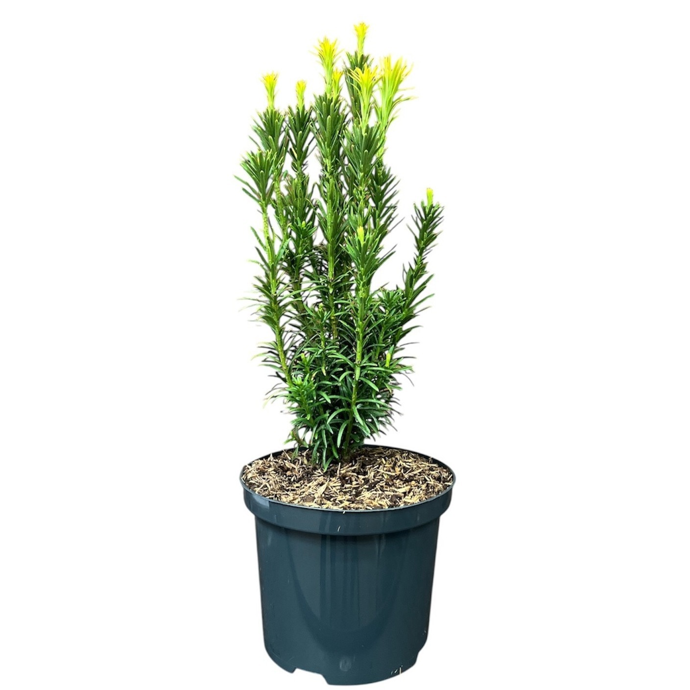 Cephalotaxus harringtonii 'Fastigiata'