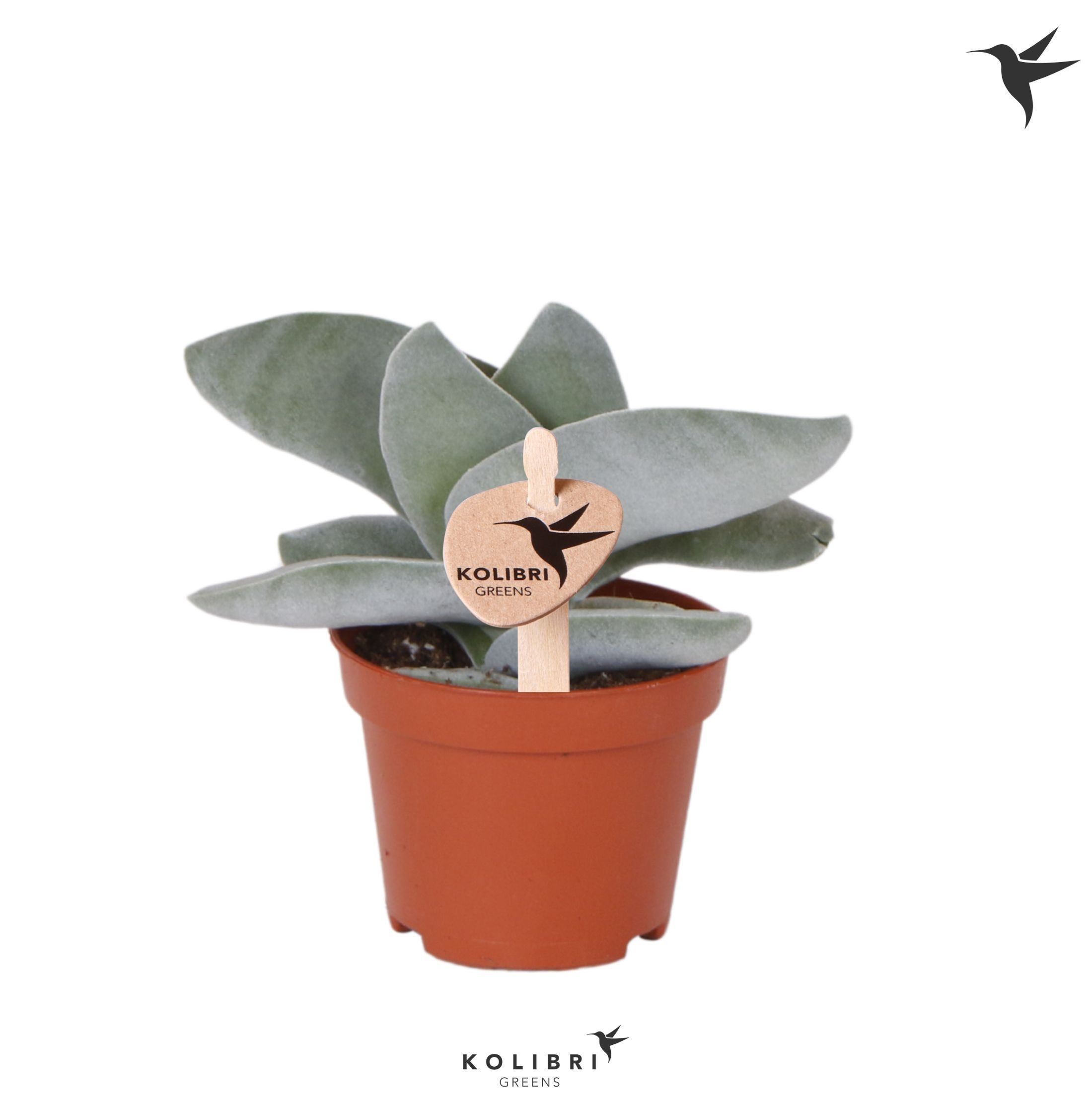 Crassula Kolibri Greens Succulenten Crassula Boomerang