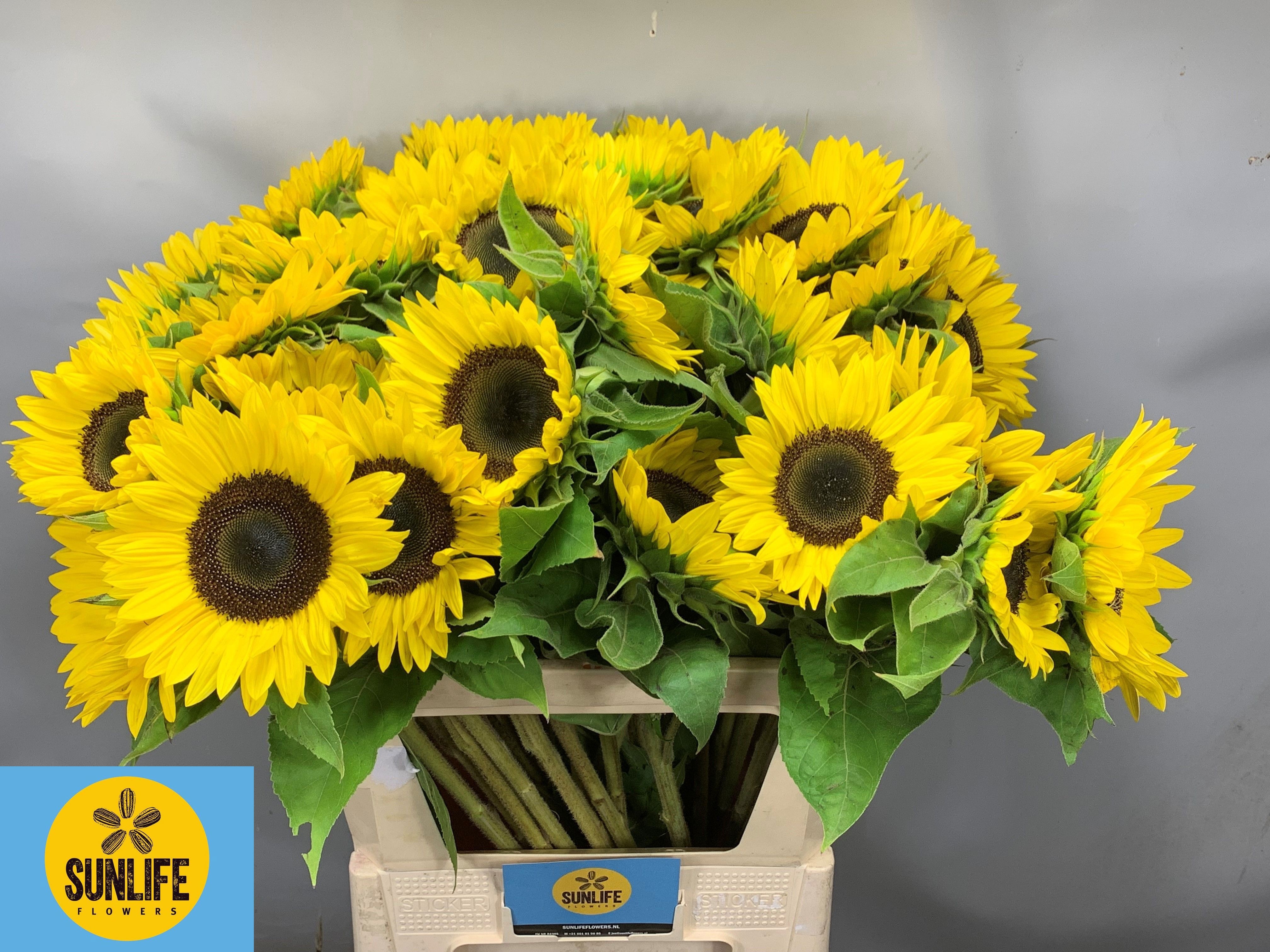 Helianthus Sunrich L 80cm