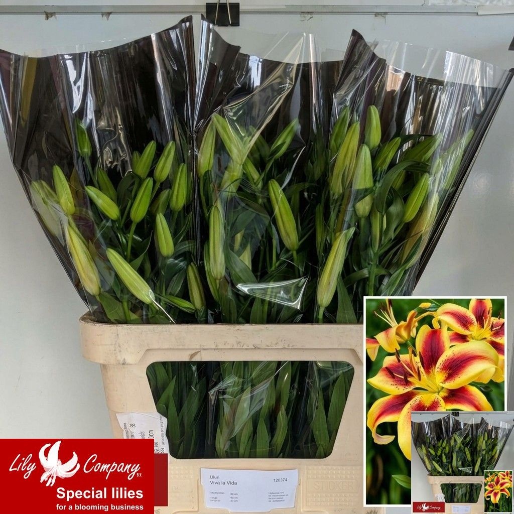 Lilium Oa Viva La Vida 80cm 8+bl