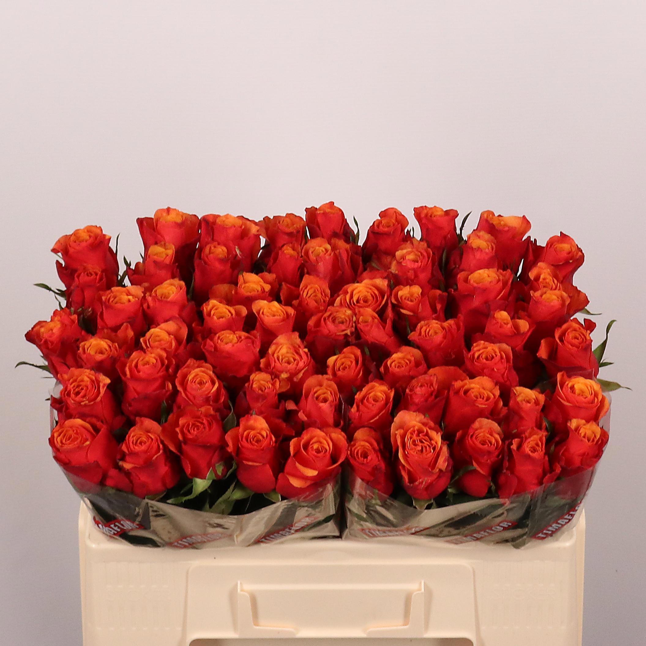 Rosa Espana 50cm