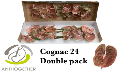 Anth A Cognac