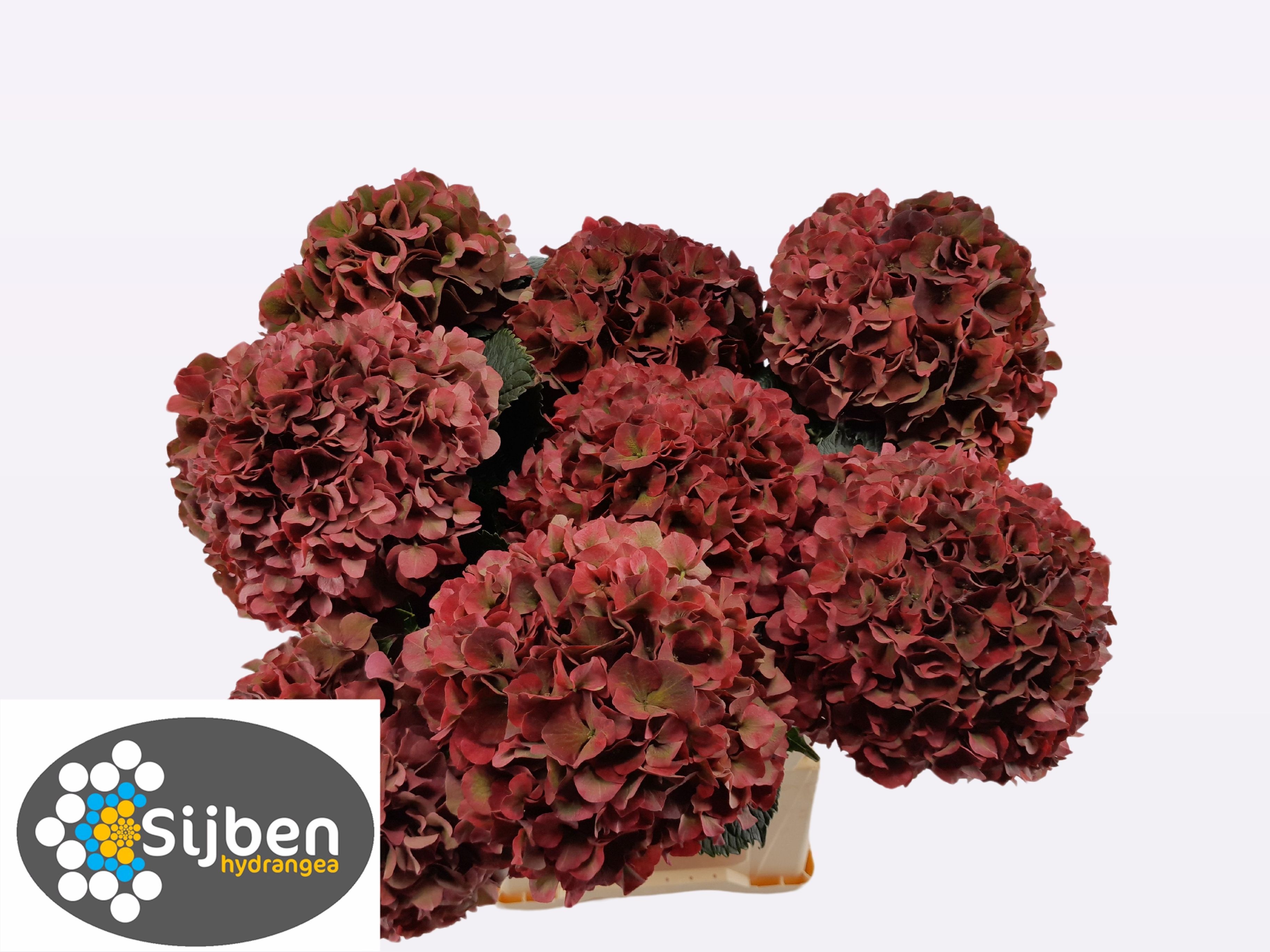 Hydrangea Ruby Pink Classic 80cm 22Ø
