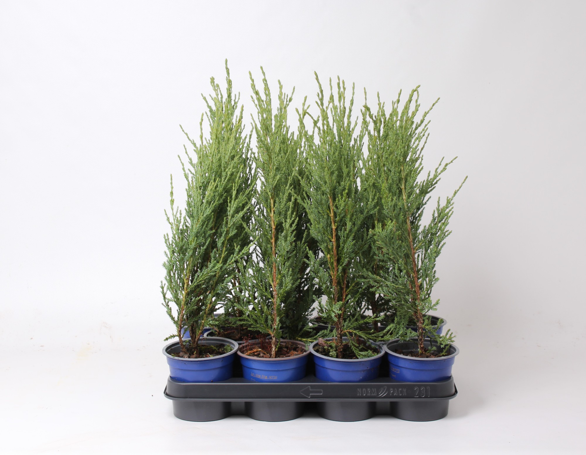 Picture of Juniperus scopulorum Blue Arrow P11