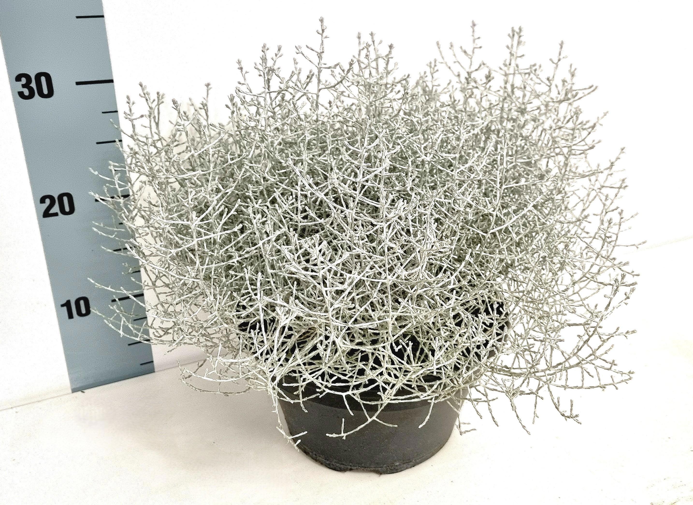 Calo Whimsy Silver 23Ø 35cm
