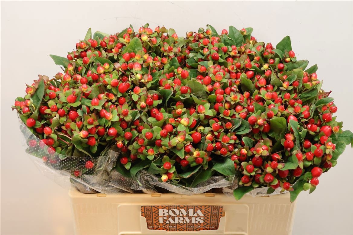 Hypericum Triumph 50cm