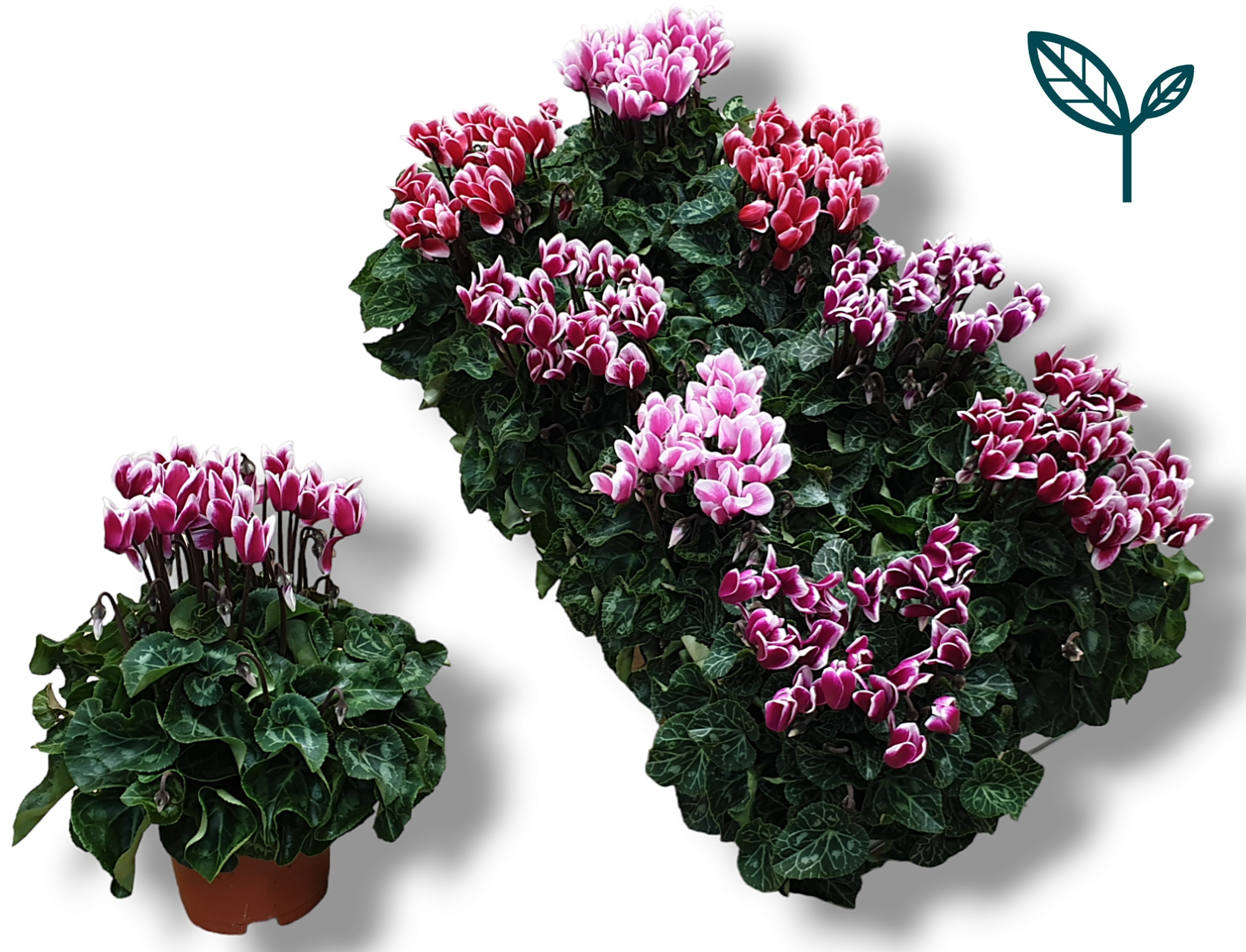 Picture of Cyclamen XL FUJI varieties P10.5 25CM