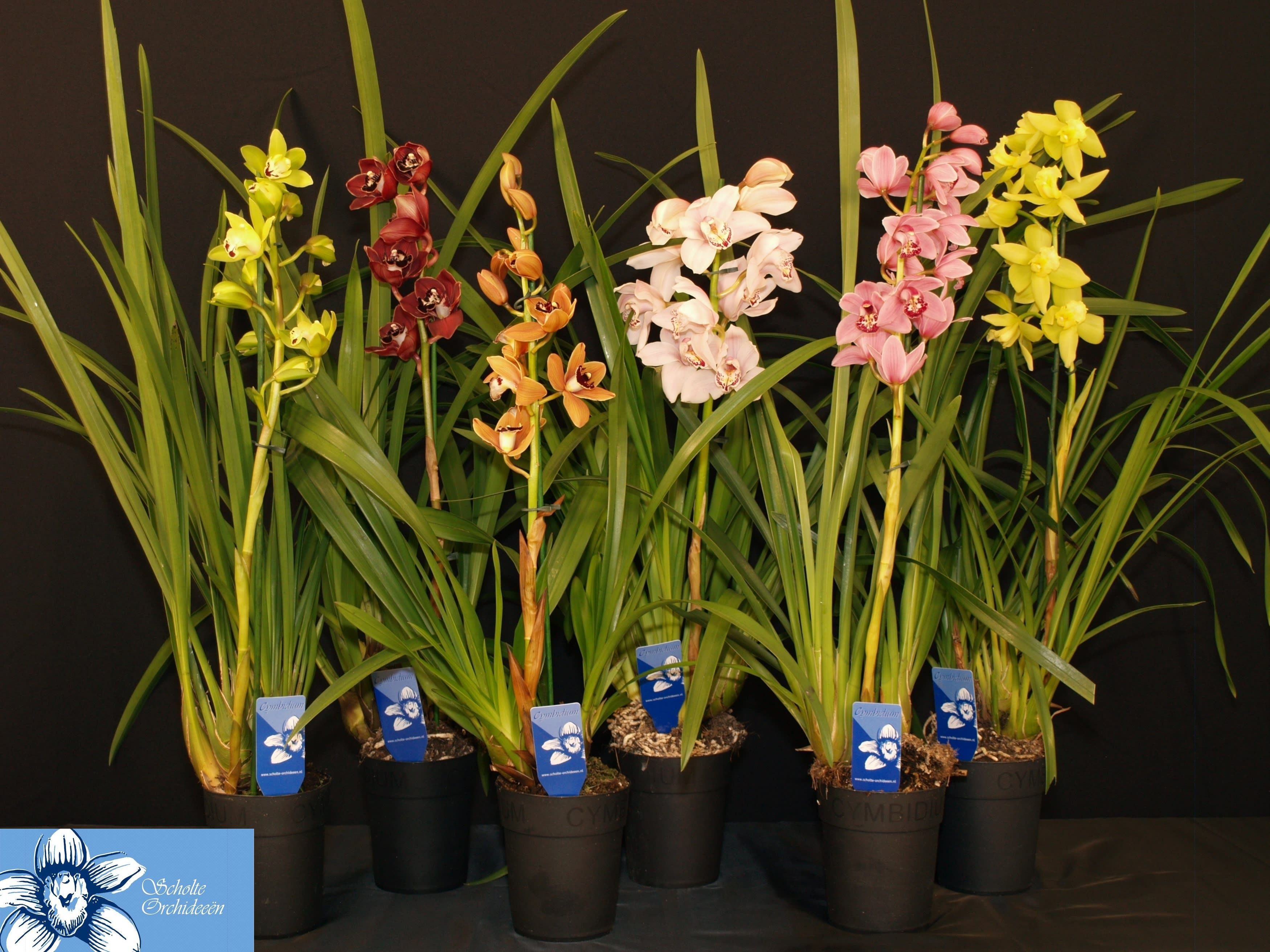 Cymbidium Asst Sp Orchids