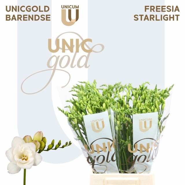Freesia Double Starlight 50cm 22gram