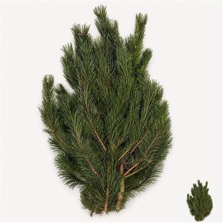 Pinus Mugo Mugo Kg 60cm