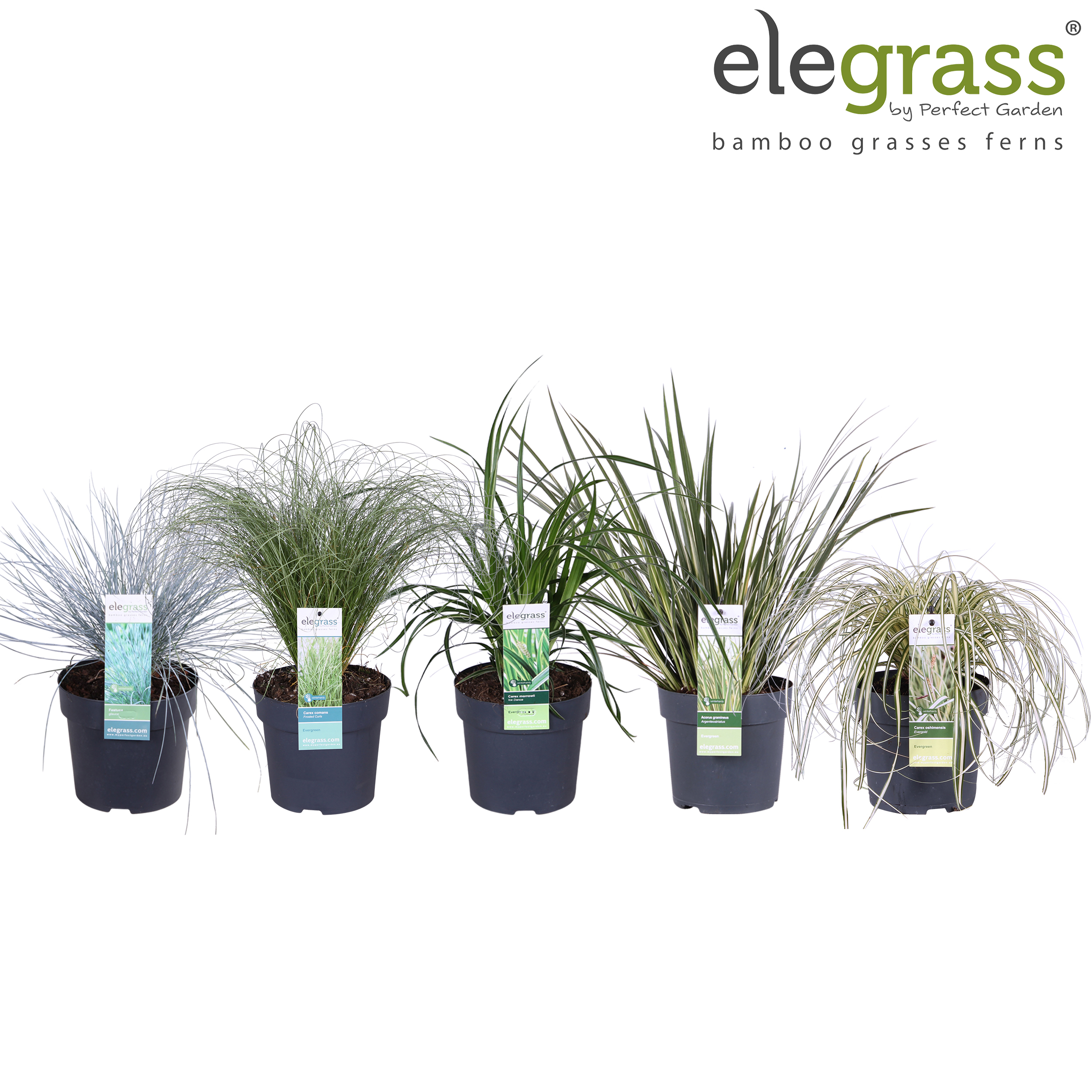Picture of Grassen mix shelve - Elegrass Hardy and Evergreen P14