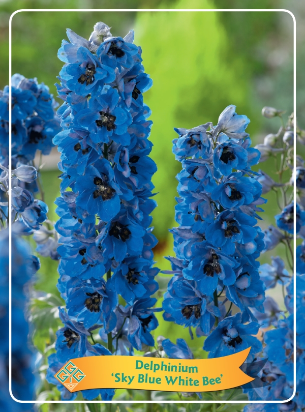 Picture of Delphinium mix 6x10 srt. per shelve P11