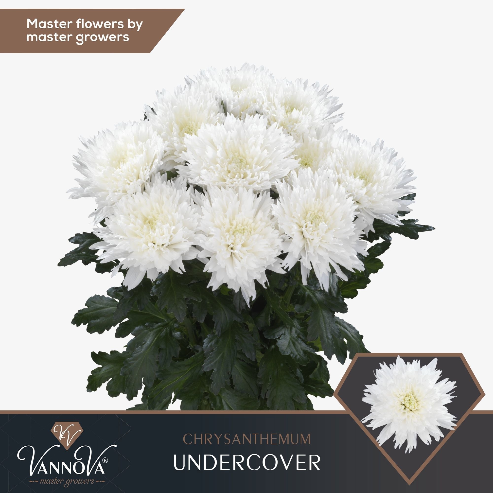 Chrys Single Undercover 70cm 75gram