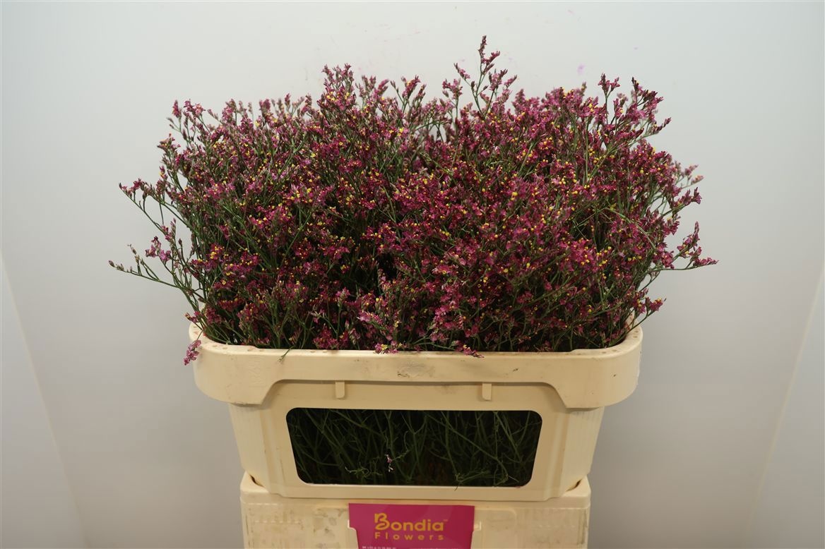 Limonium Sin Scarlett Diamond 70cm 30gram