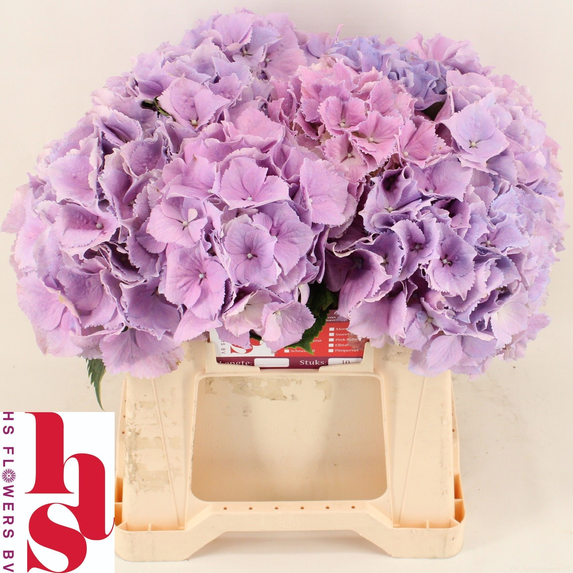 Hydrangea Royal Benefit 40cm 15Ø