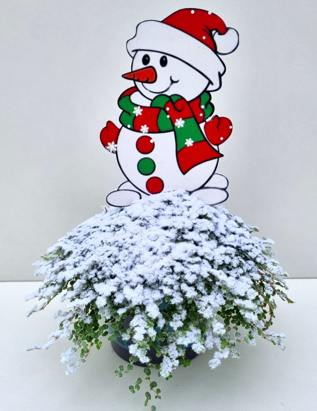 Picture of Soleirolia K64 Snowman P11 25CM