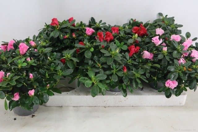 Rhodo Si Vogel Gem 13P 35H 30Ø Cm 23bloei