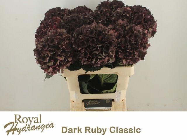 Hydrangea Dark Ruby Classic 60cm 16Ø