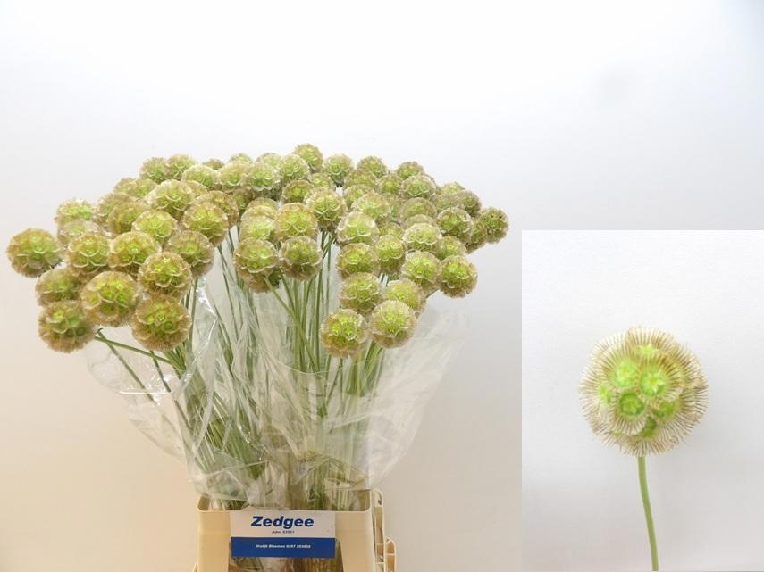 Scabiosa Pods 80cm