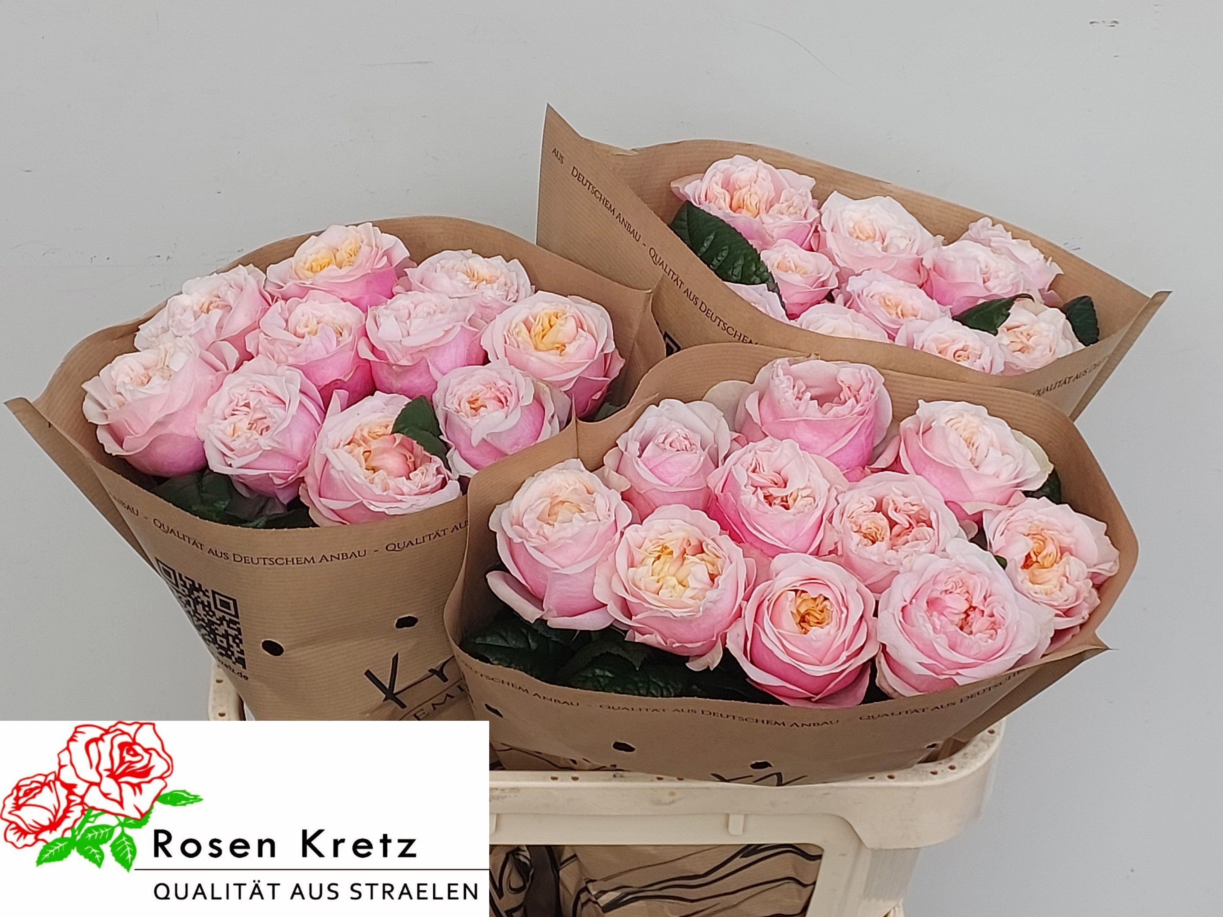 Rose Nothing Hill 70cm