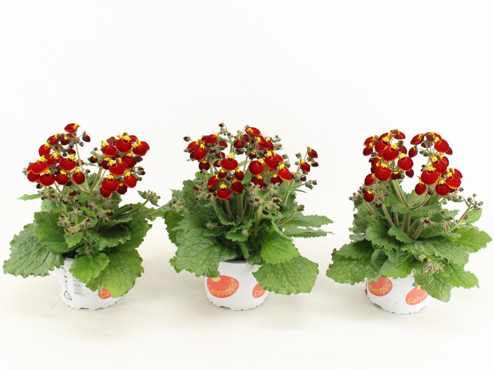 Calceolaria Calynopsis Rood