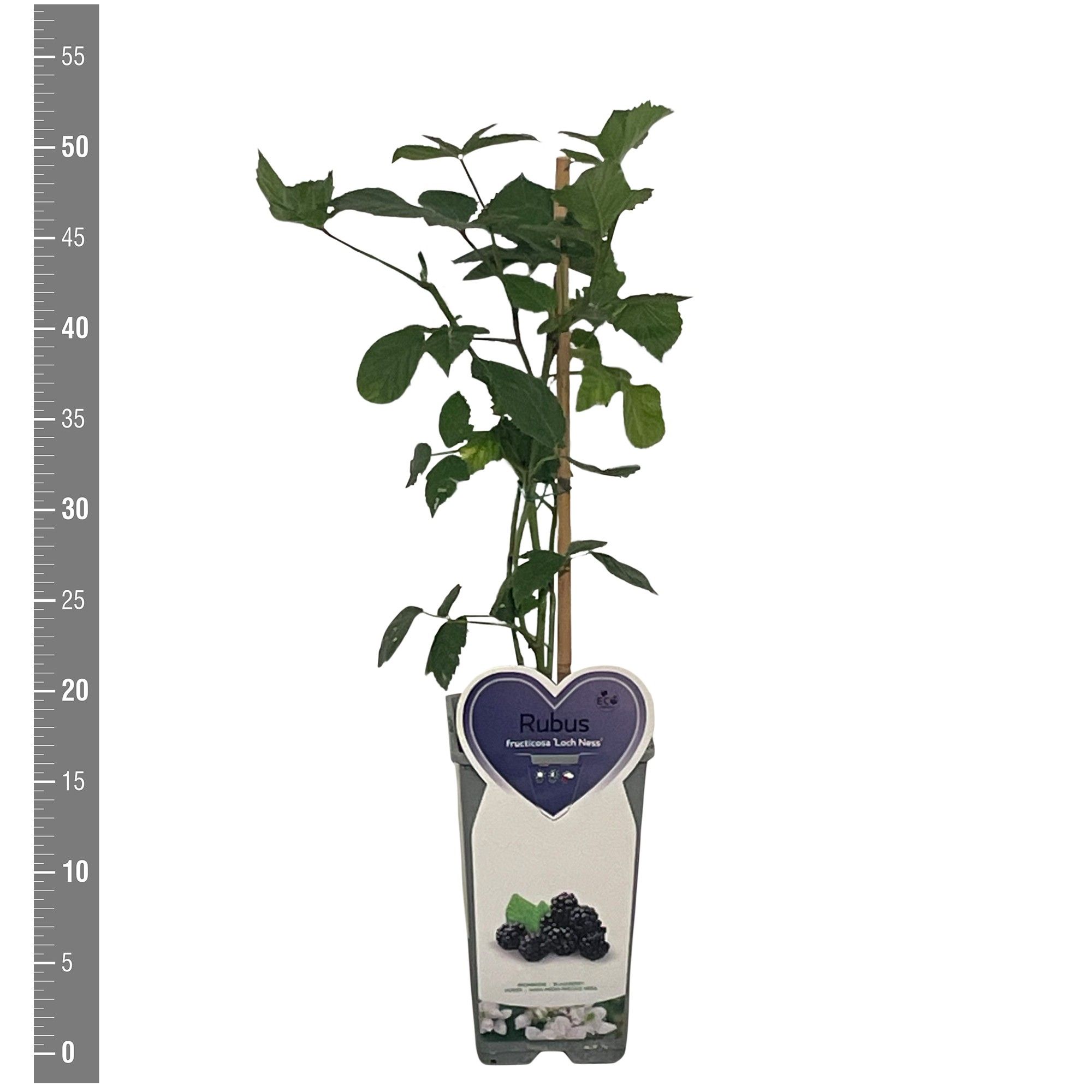Rubus Kleinfruit Rubus f. Loch Ness (Doornloze braam), 2 liter