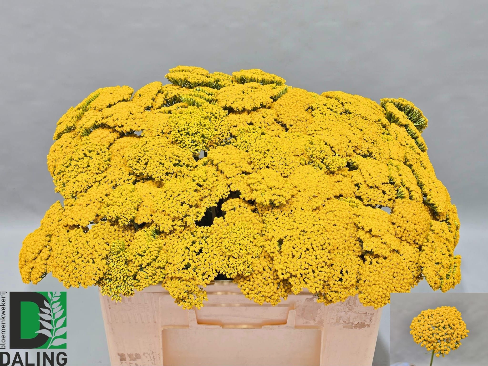 Achillea Parker's Variety 50cm