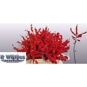 Ilex Verticlilata 60cm