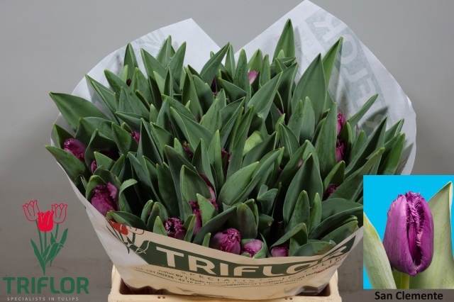 Tulipa Frilled San Clemente 42cm 50gram