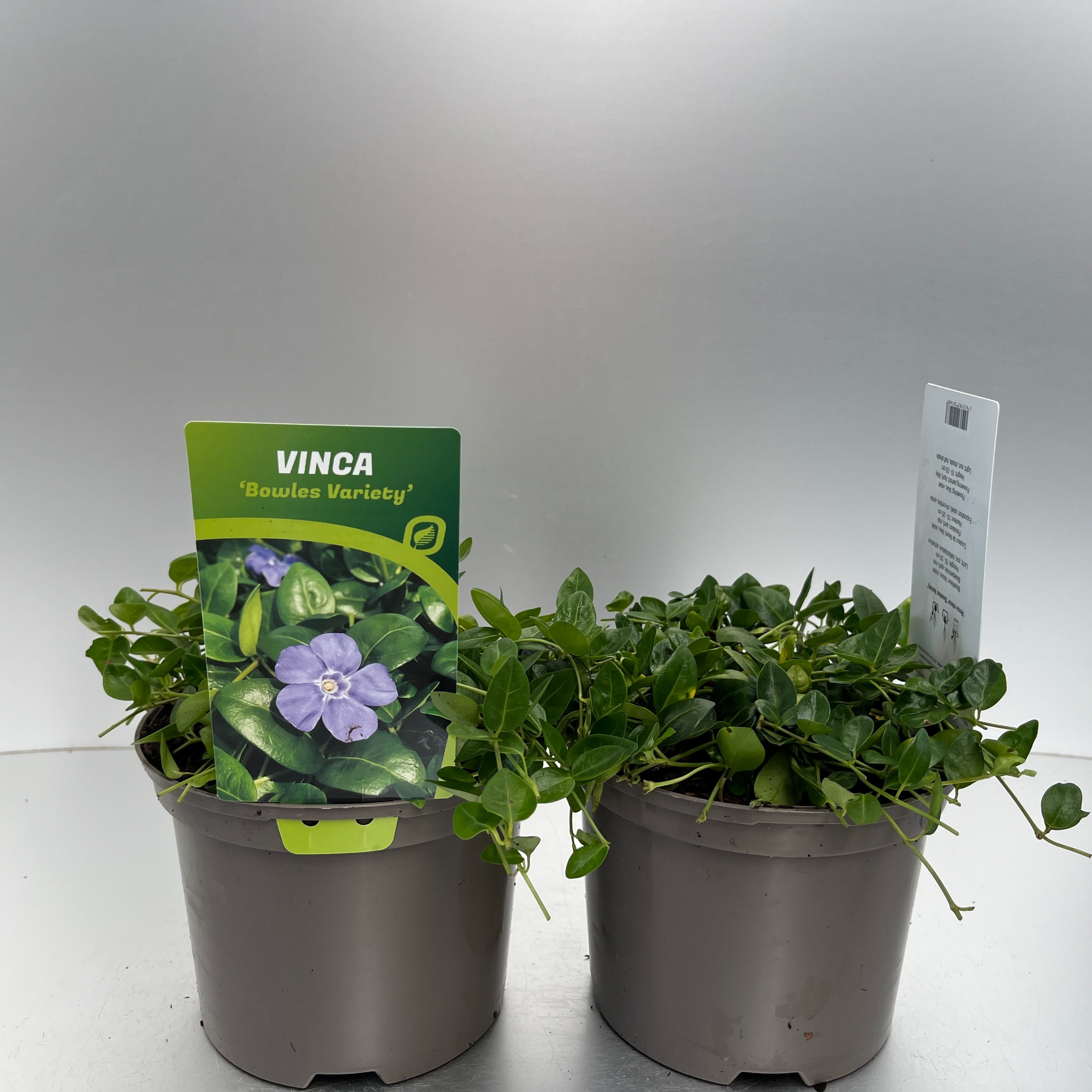 Picture of Vinca minor Bowles Variety P17 (2 Ltr)