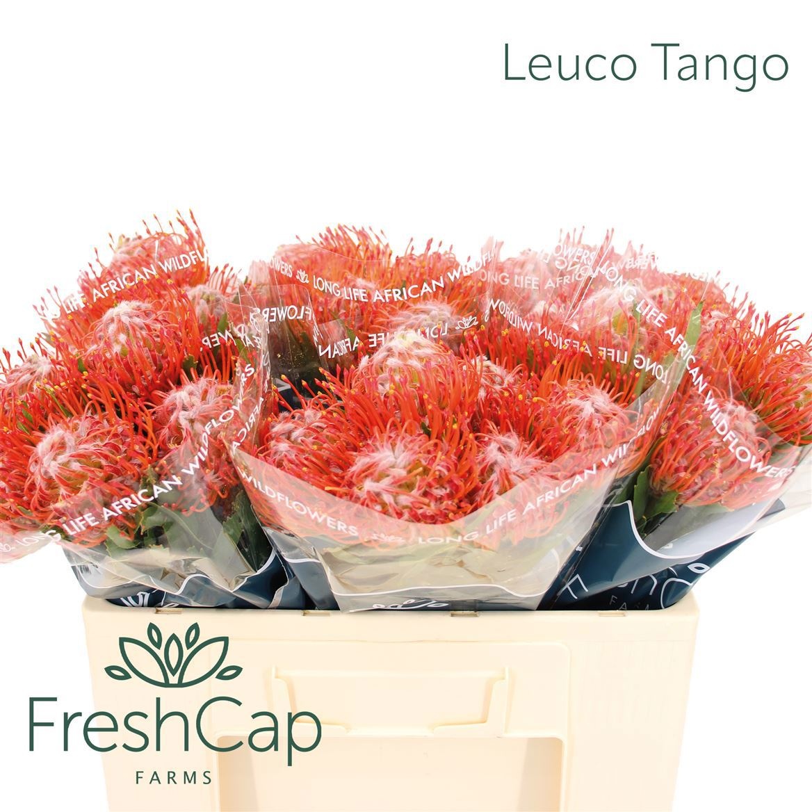 Leuco Co Tango