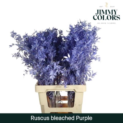 Ruscus Bleached Italy L70 Purple