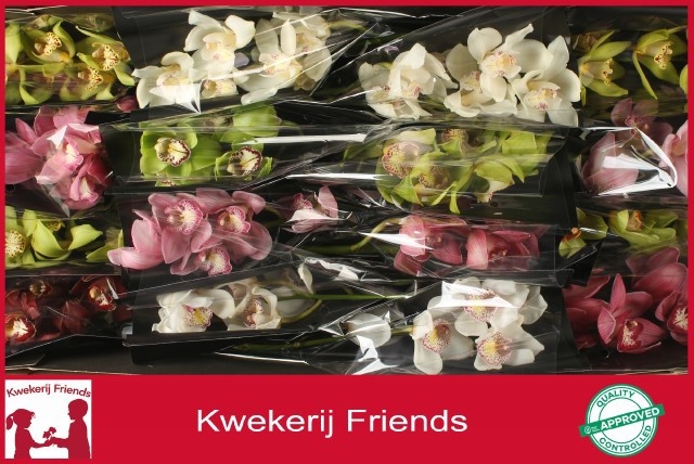 Cymbidium Asst 5bl