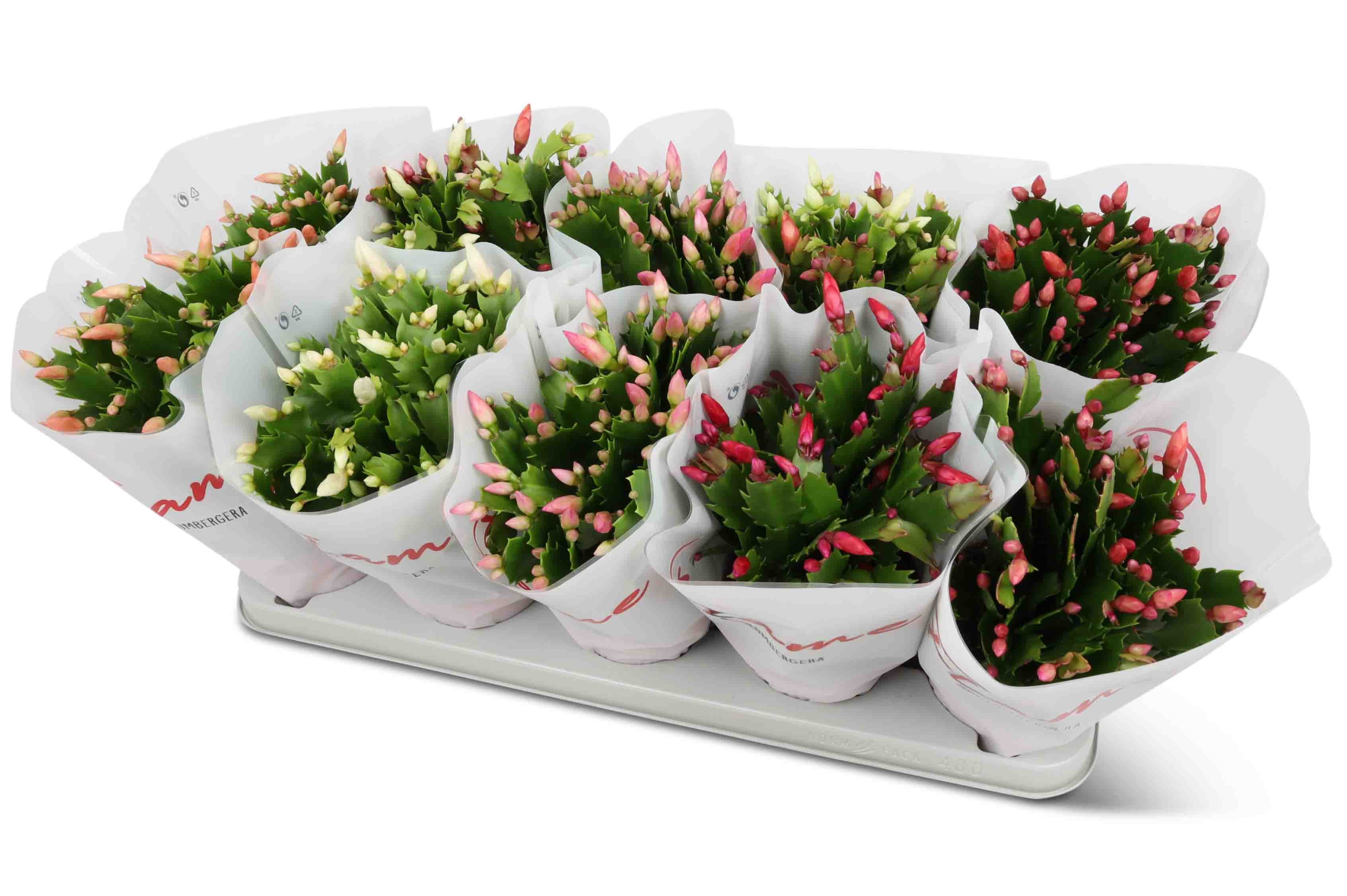 Picture of Schlumbergera truncata Flame Mix 5KL Flame hoes P12 30CM