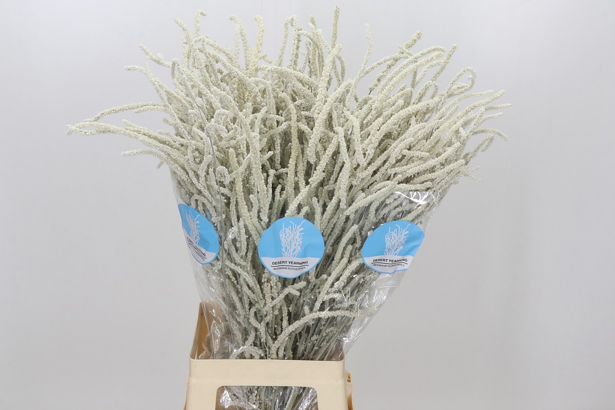 Amaranthus Yearming Desert 80cm