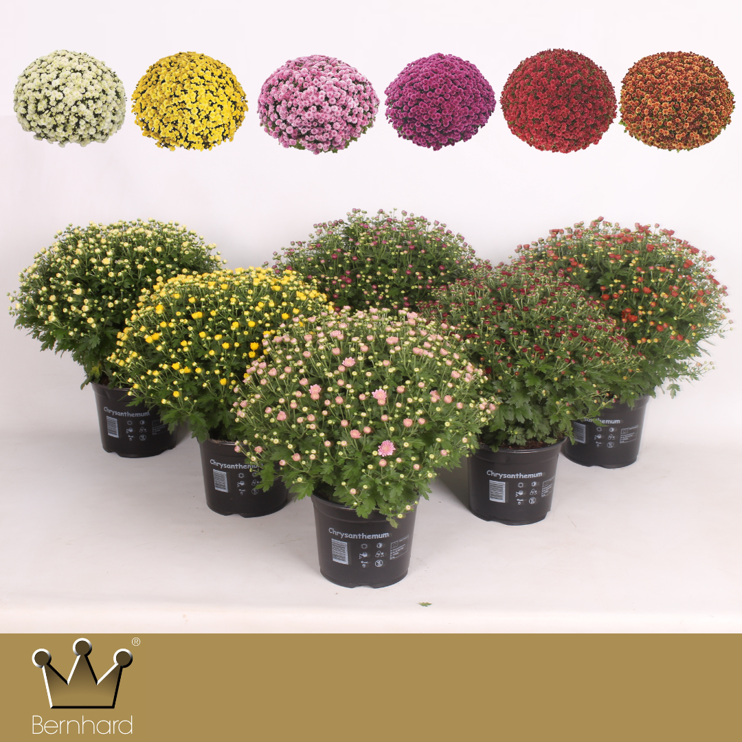 Chrysanthemum Duitsland Mix