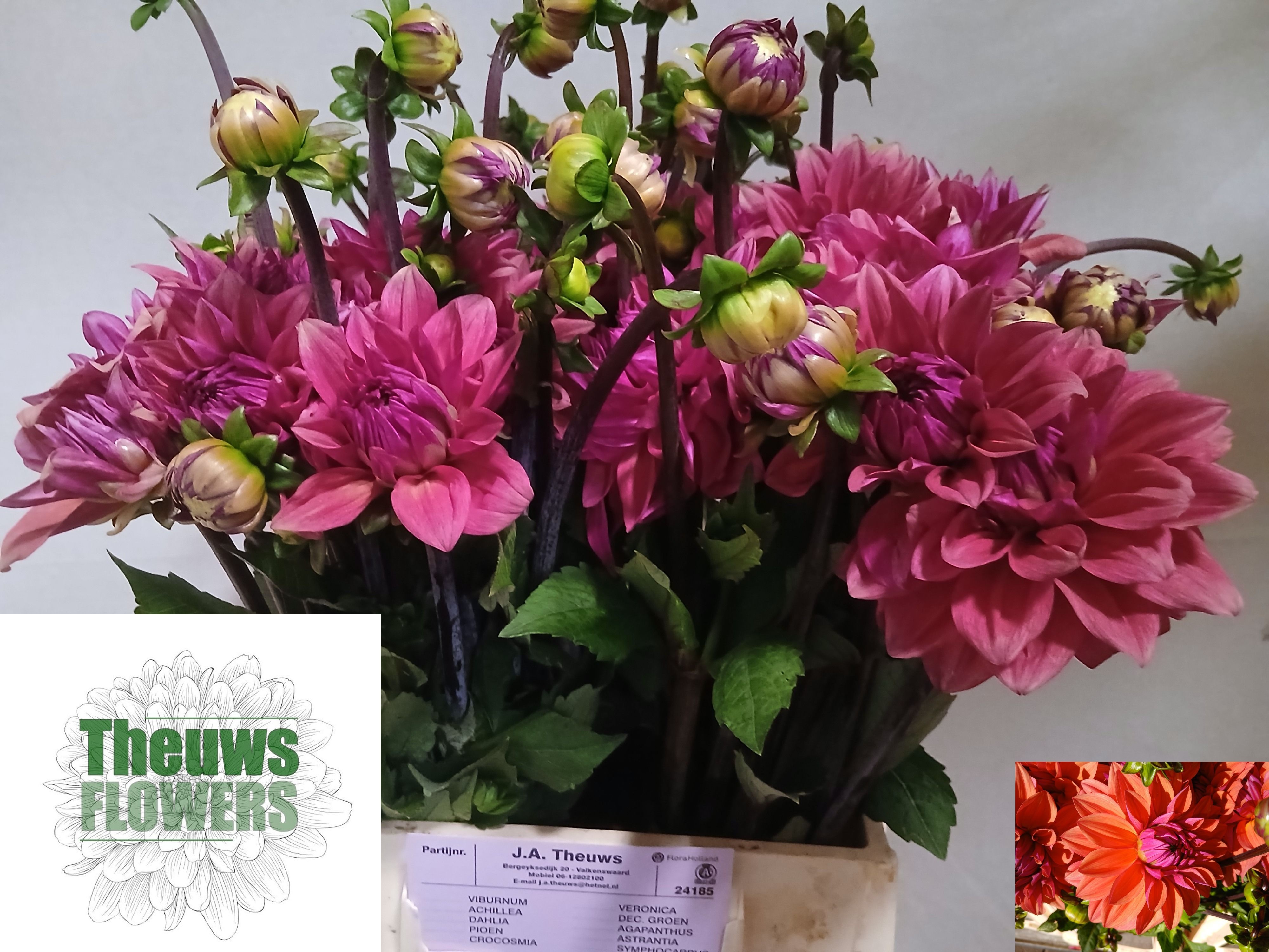 Dahlia 50cm