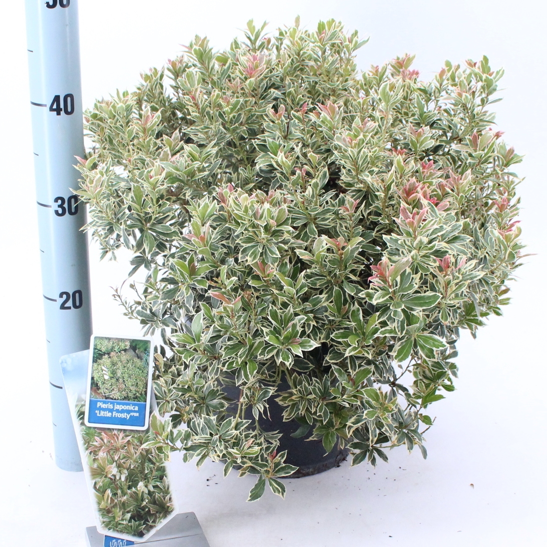 Picture of Pieris jap. ‘Little Frosty’ PBR