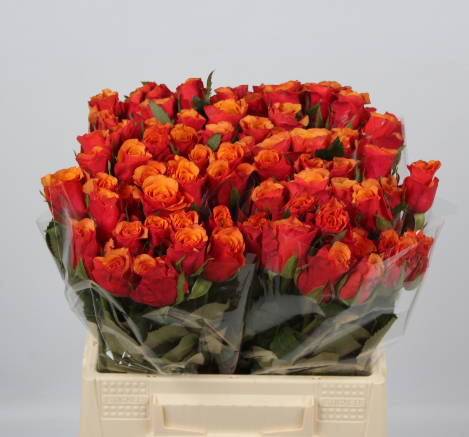 Rosa Espana 40cm