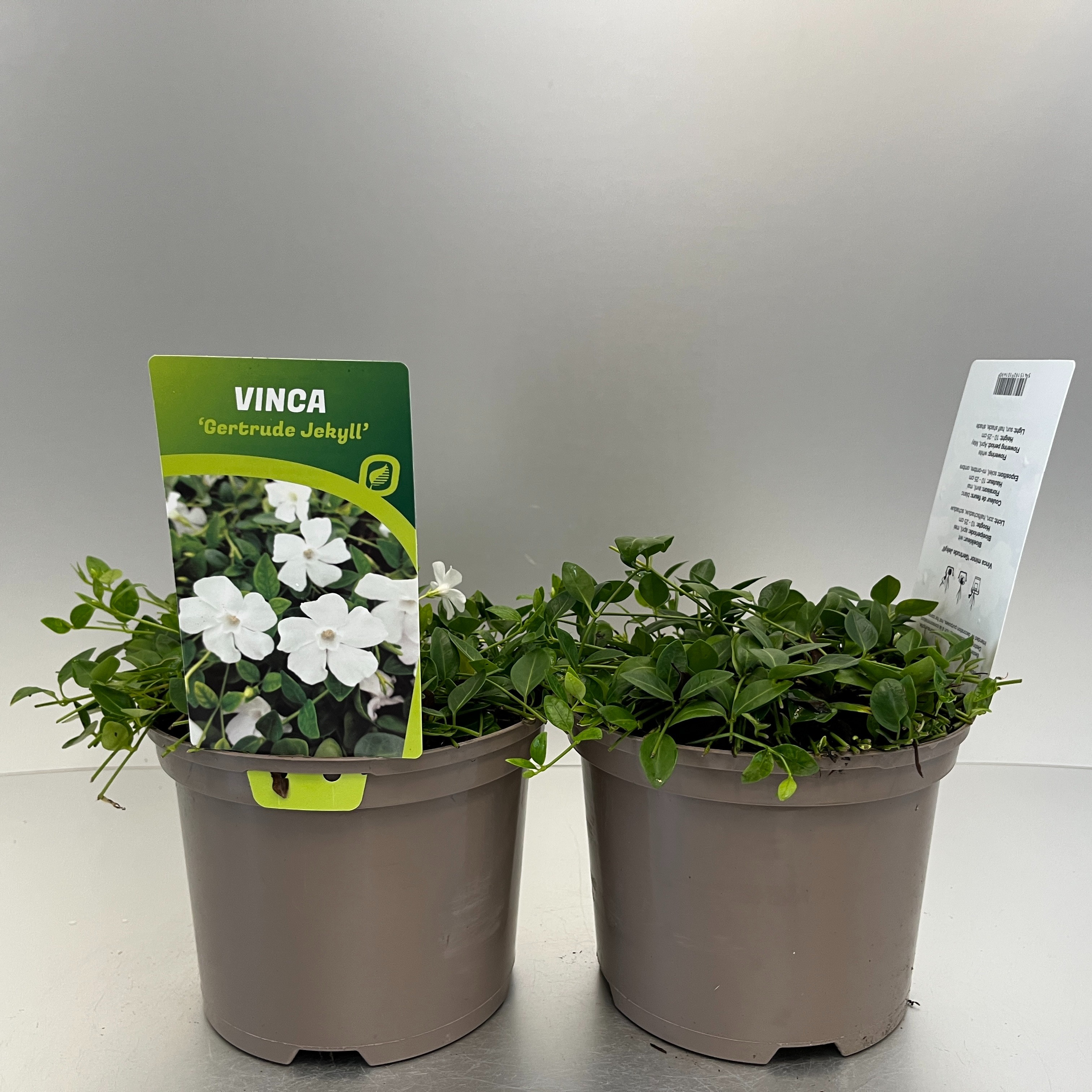 Picture of Vinca minor Gertrude Jekyll P17 (2 Ltr)