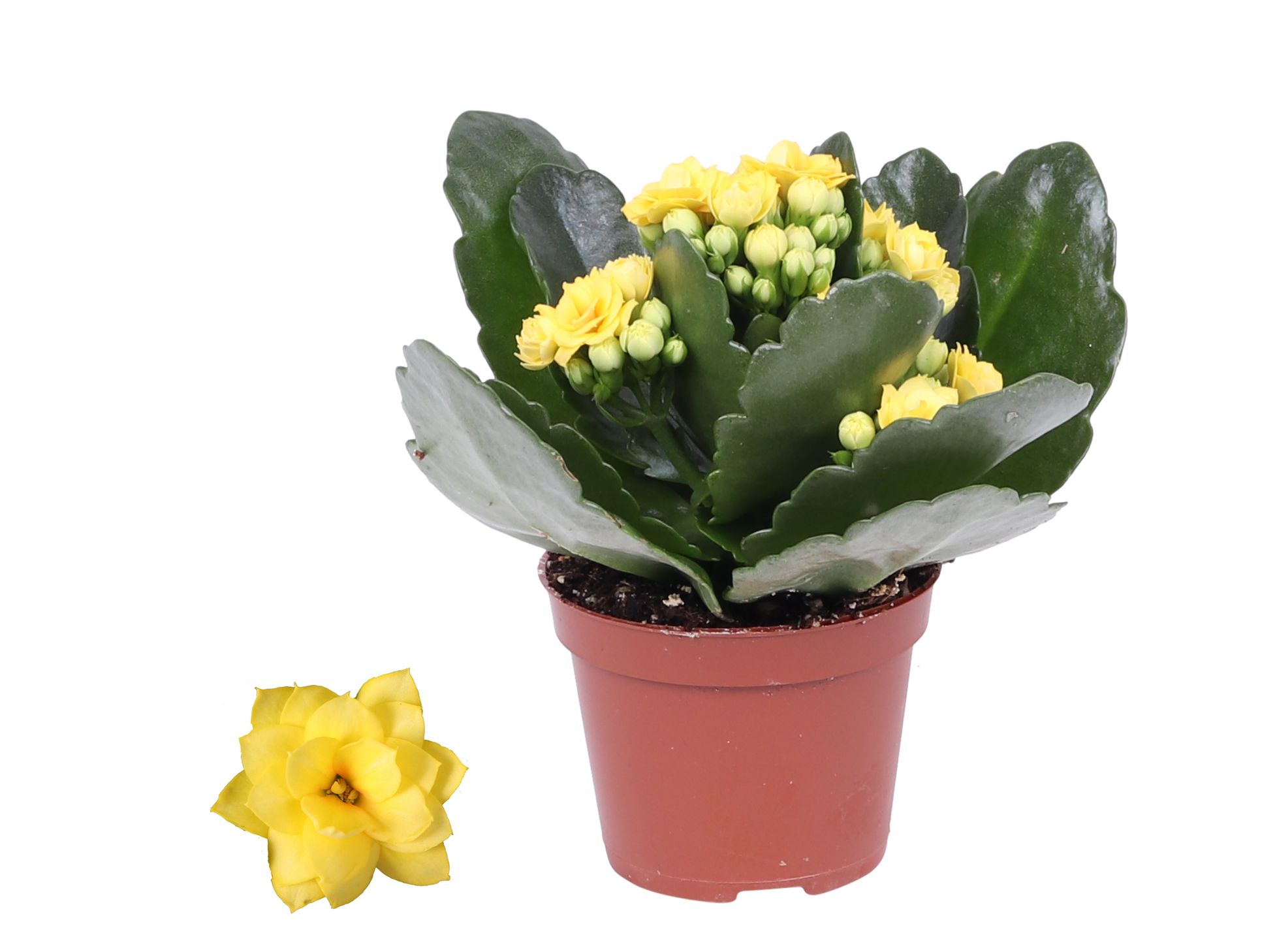 Kalanchoe Rosalina Don Amarillo geel, Zonder hoes