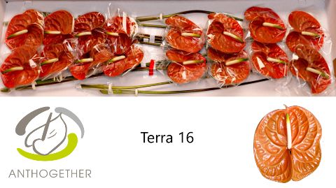 Anthurium Terra 11Ø